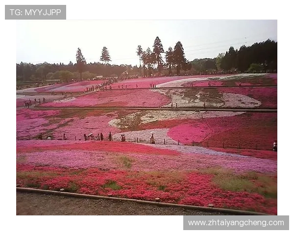 太阳集团tv所有网站导航指南,详细介绍各个平台的访问方式和特色功能